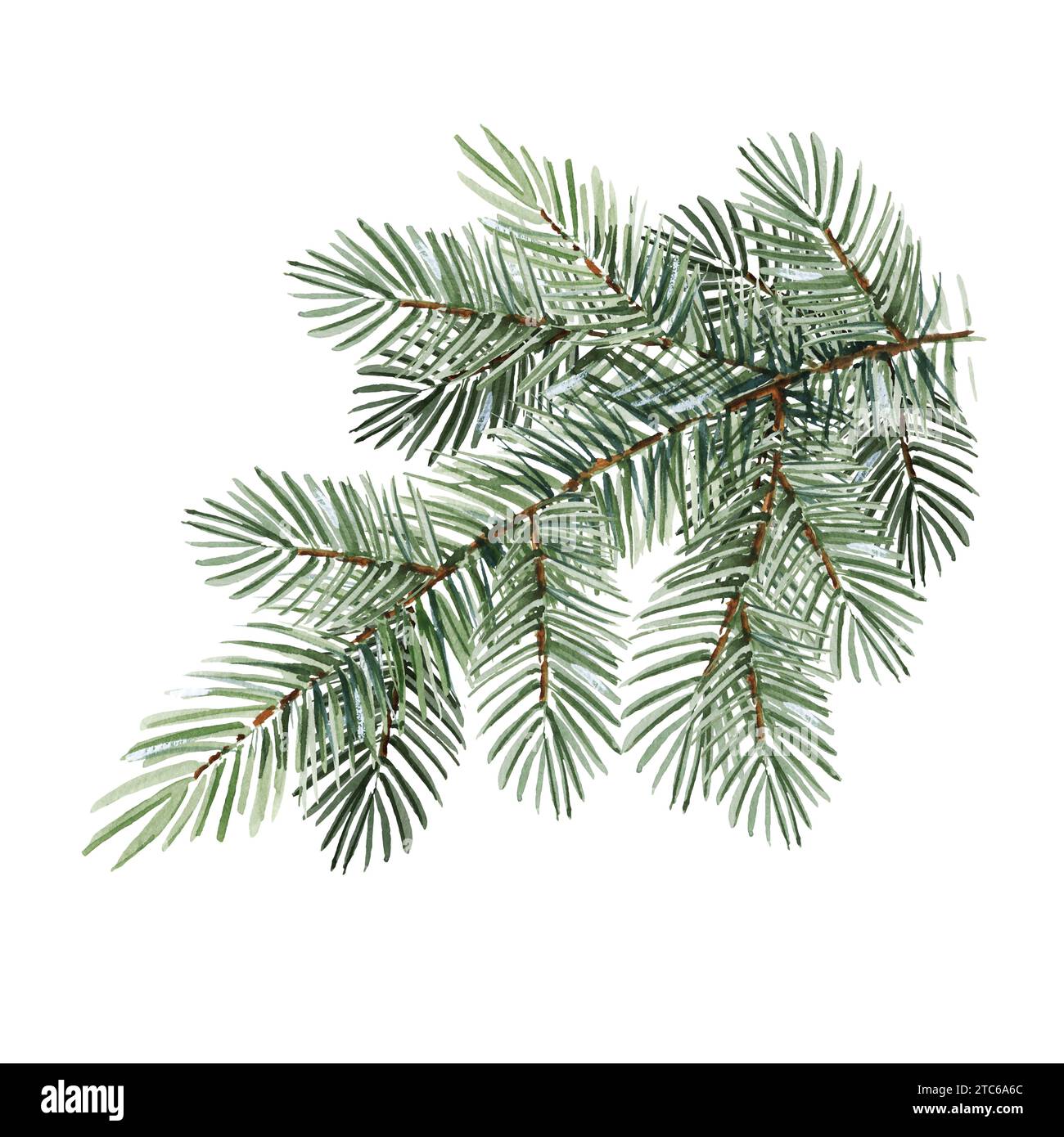 Aquarell Nadelzweige, Weihnachtsbaum, handgezeichnete Skizze der grünen Tannenzweige, natürliche Kiefernzweige isoliert auf weißem Hintergrund, natürlich für Stockfotografie