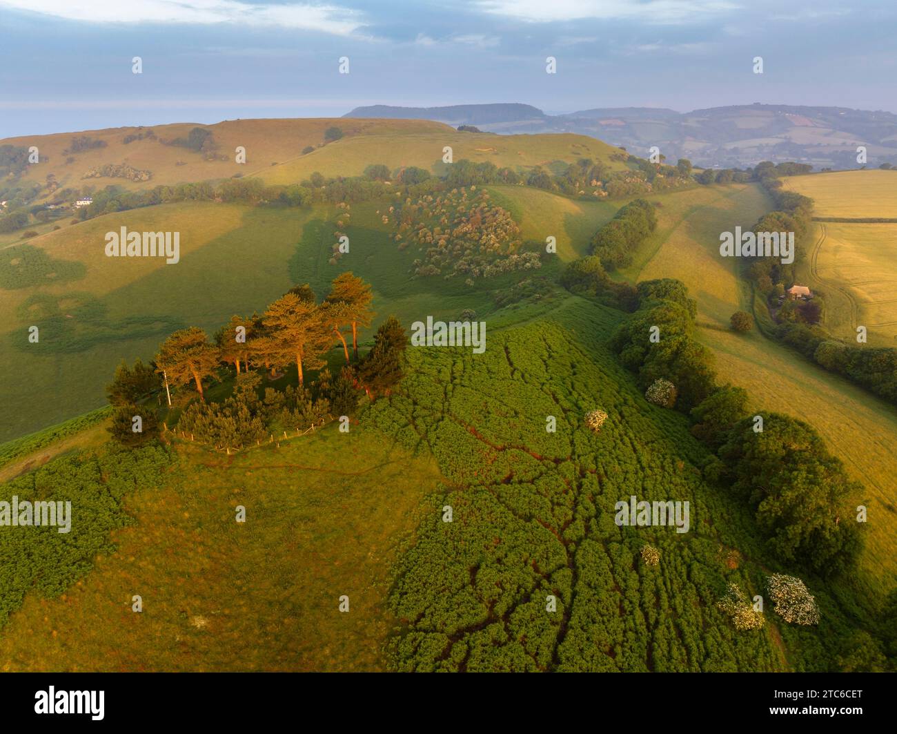 Blick aus der Vogelperspektive auf Colmer's Hill bei Sonnenaufgang an einem Sommermorgen, West Dorset, England. Sommer (Juni) 2023. Stockfoto