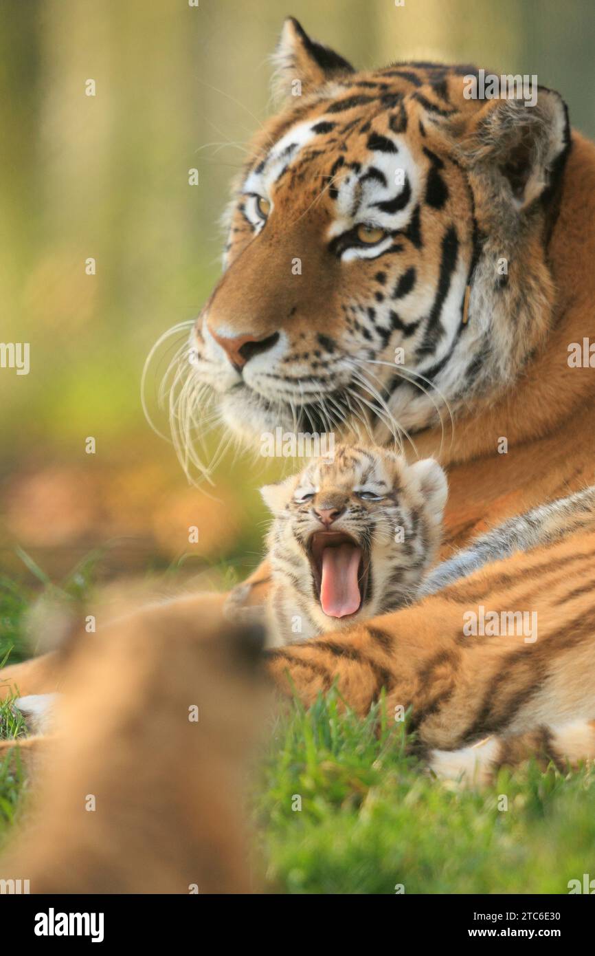 Im Banham Zoo in Großbritannien wurden Bilder einer sibirischen Tigermutter aufgenommen, die ihre Jungen betreut. Diese zwei Monate alten Jungen Stockfoto