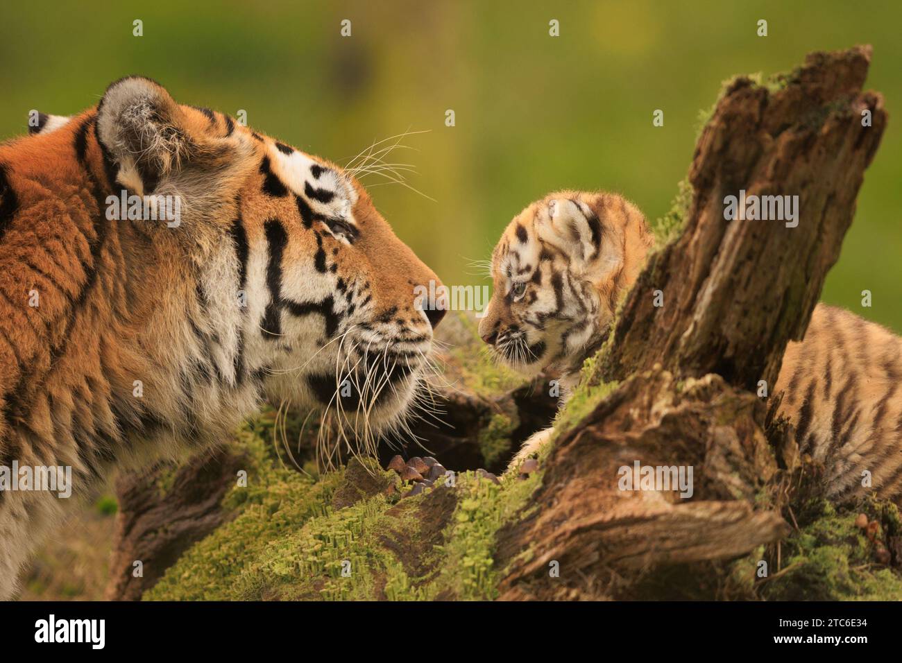 Wichtige Gespräche im britischen Banham Zoo wurden Bilder einer sibirischen Tigermutter aufgenommen, die ihre Jungen betreut. Diese zwei-Monats-o Stockfoto