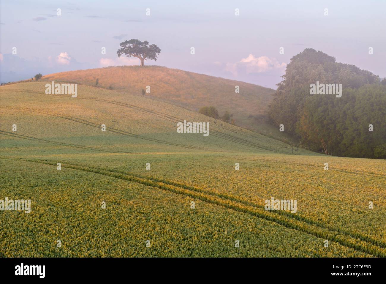 Einsamer Baum auf einem Hügel, umgeben von Sommerfeldern, Devon, England. Sommer (Juni) 2023. Stockfoto