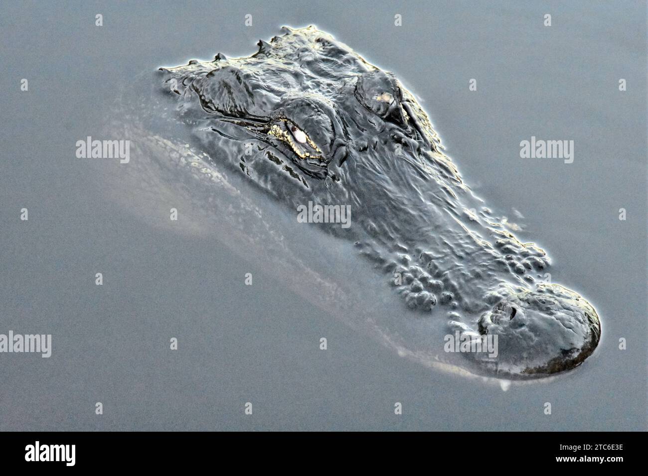 Everglades Spa-Tag oder prähistorische Poolparty? 🐊💦 dieser Alligator lebt den Traum von Florida! Stockfoto