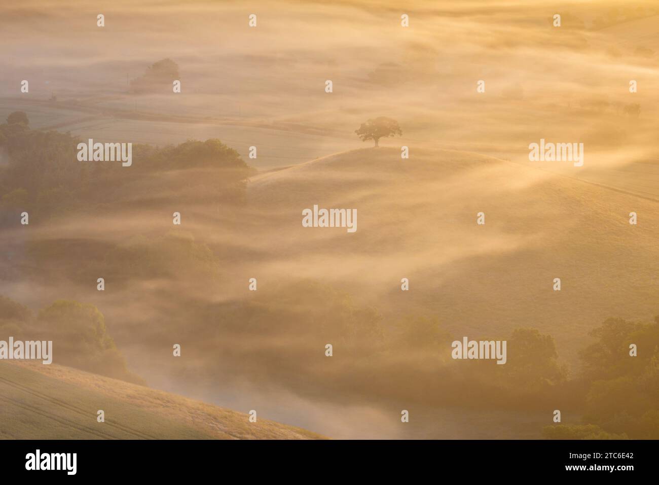 Berggipfel, umgeben von wirbelndem Nebel bei Sonnenaufgang, Devon, England. Sommer (Juni) 2023. Stockfoto