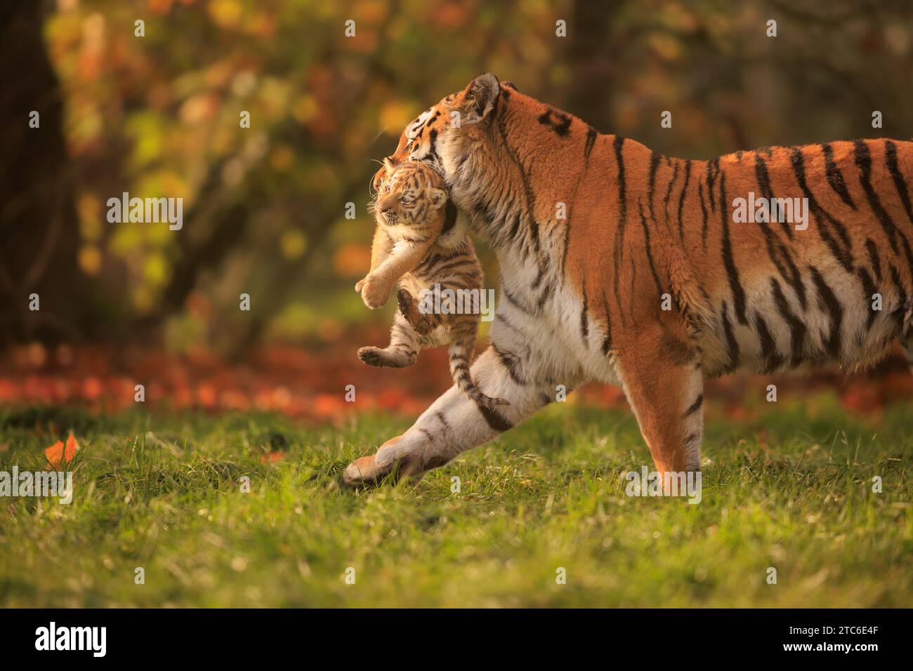 Im Banham Zoo in Großbritannien wurden Bilder einer sibirischen Tigermutter aufgenommen, die sich um ihre Jungen kümmert. Diese zwei Monate alten Jungen W Stockfoto