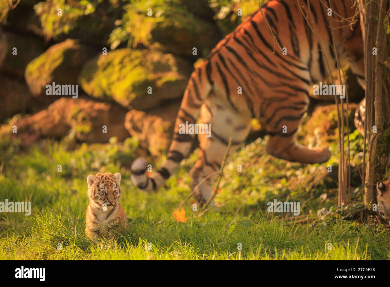 Im Banham Zoo in Großbritannien wurden Bilder einer sibirischen Tigermutter aufgenommen, die sich um ihre Jungen kümmert. Diese zwei Monate alten Jungen Stockfoto