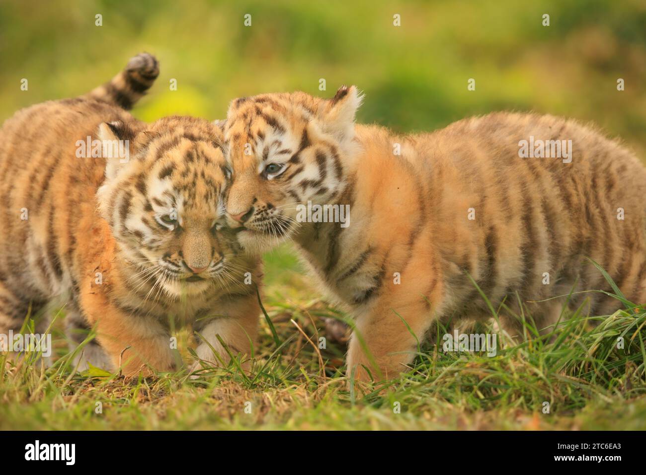 Im Banham Zoo in Großbritannien wurden Bilder einer sibirischen Tigermutter aufgenommen, die sich um ihre Jungen kümmert. Diese zwei Monate alten Jungen wurden Stockfoto