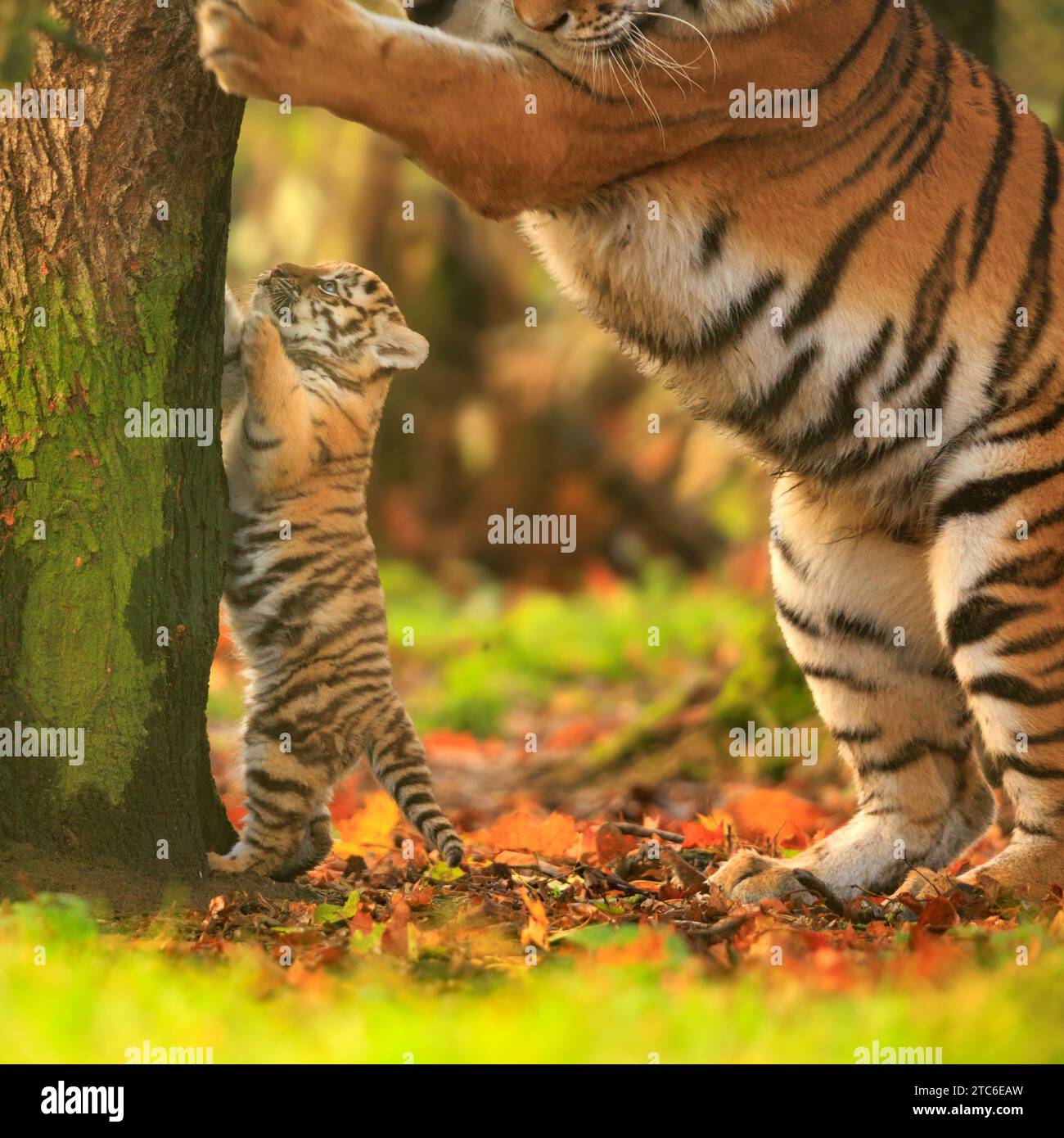 Im Banham Zoo in Großbritannien wurden Bilder einer sibirischen Tigermutter aufgenommen, die sich um ihre Jungen kümmert. Diese zwei Monate alten Jungen wurden Stockfoto
