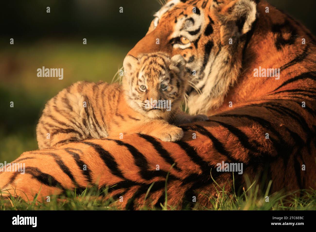 Im Banham Zoo in Großbritannien wurden Bilder einer sibirischen Tigermutter aufgenommen, die sich um ihre Jungen kümmert. Diese zwei Monate alten Stockfoto
