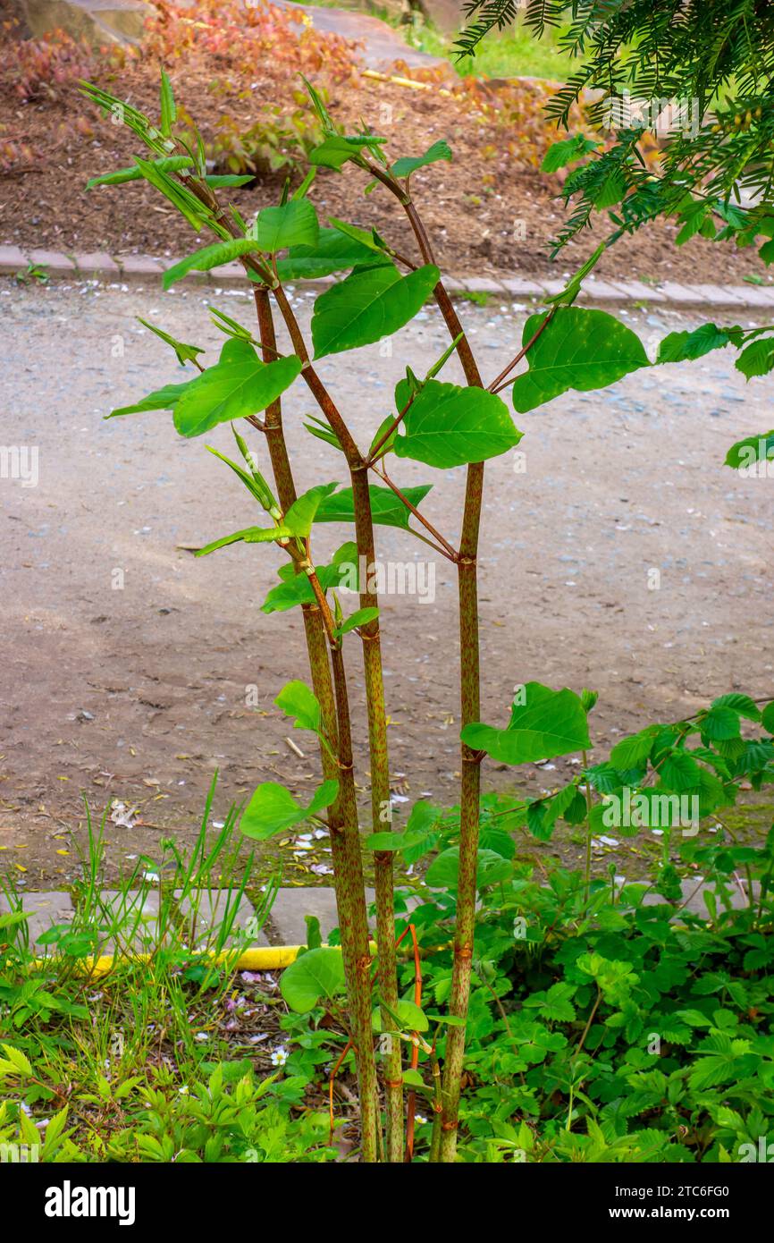 Nahaufnahme der asiatischen Knokenkraut (Fallopia japonica) Stockfoto