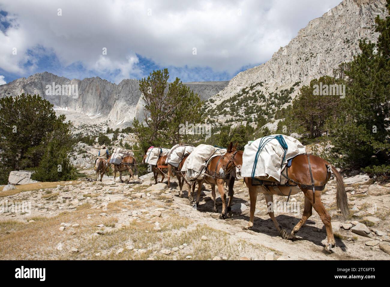 Pferde mit Last in natürlicher Umgebung, Crowley, Kalifornien, USA Stockfoto