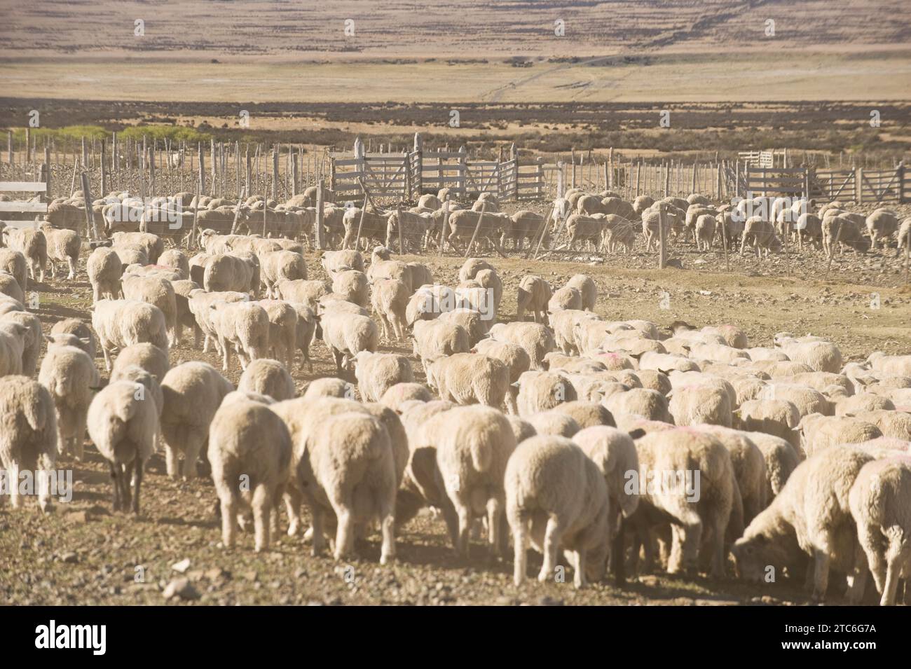 Eine Schafherde, die auf einer Estancia in der Nähe des Nationalparks Las Torres in Chile in einen Stall wandert. Stockfoto