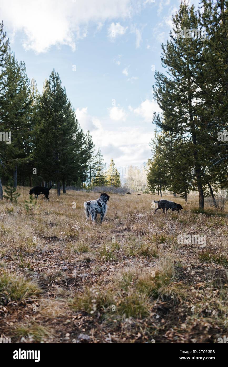 Griffon jagt Hunde in einem Wald in Stanley, Idaho Stockfoto