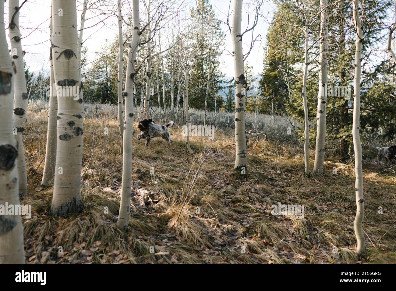 Greifhund Jagd unter Aspenbäumen in Stanley, Idaho Stockfoto
