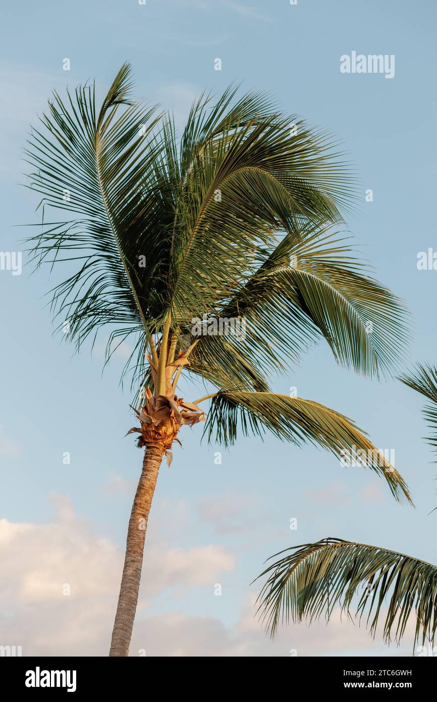 Dominikanische Palme, Sonnenuntergangsglück in Silhouette. Stockfoto