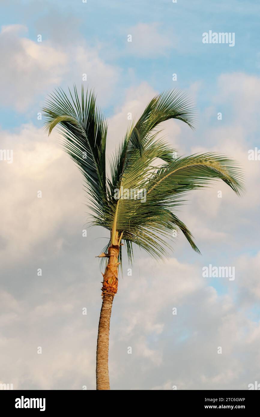 Einzelne Palme vor dem malerischen, bewölkten Himmel der Dominikaner. Stockfoto