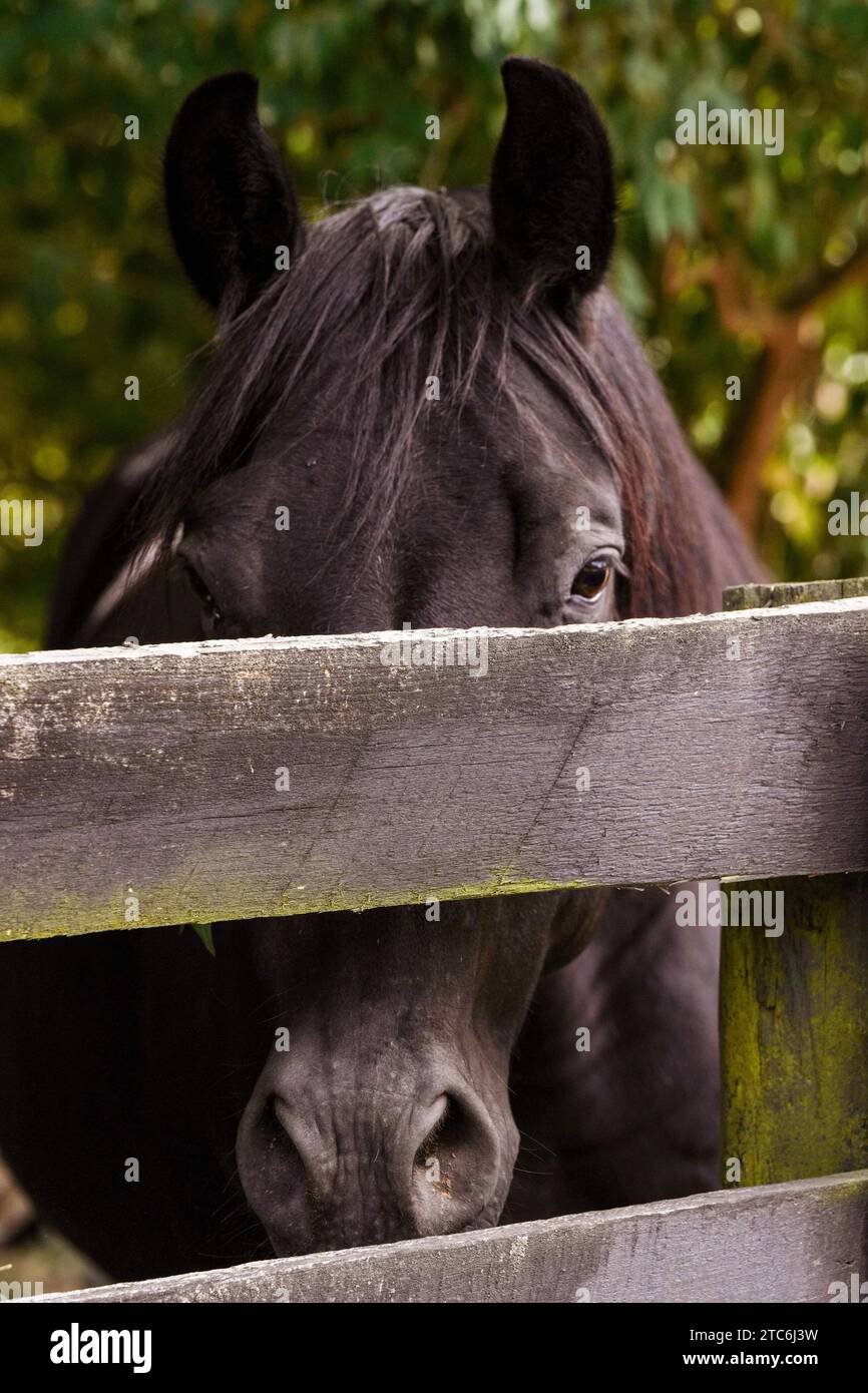 Ein dunkelbraunes Pferd mit Ohren, das durch den Zaun schaut Stockfoto