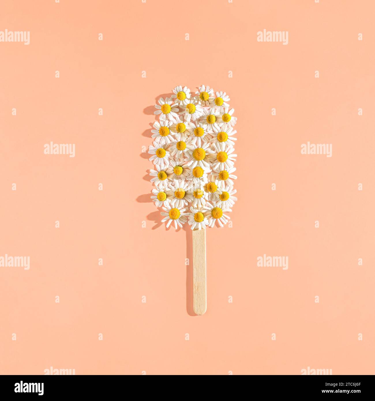 Gesundes Konzept. Eis aus Gänseblümchen. Farbe 2024. Pfirsich Fuzz. Stockfoto