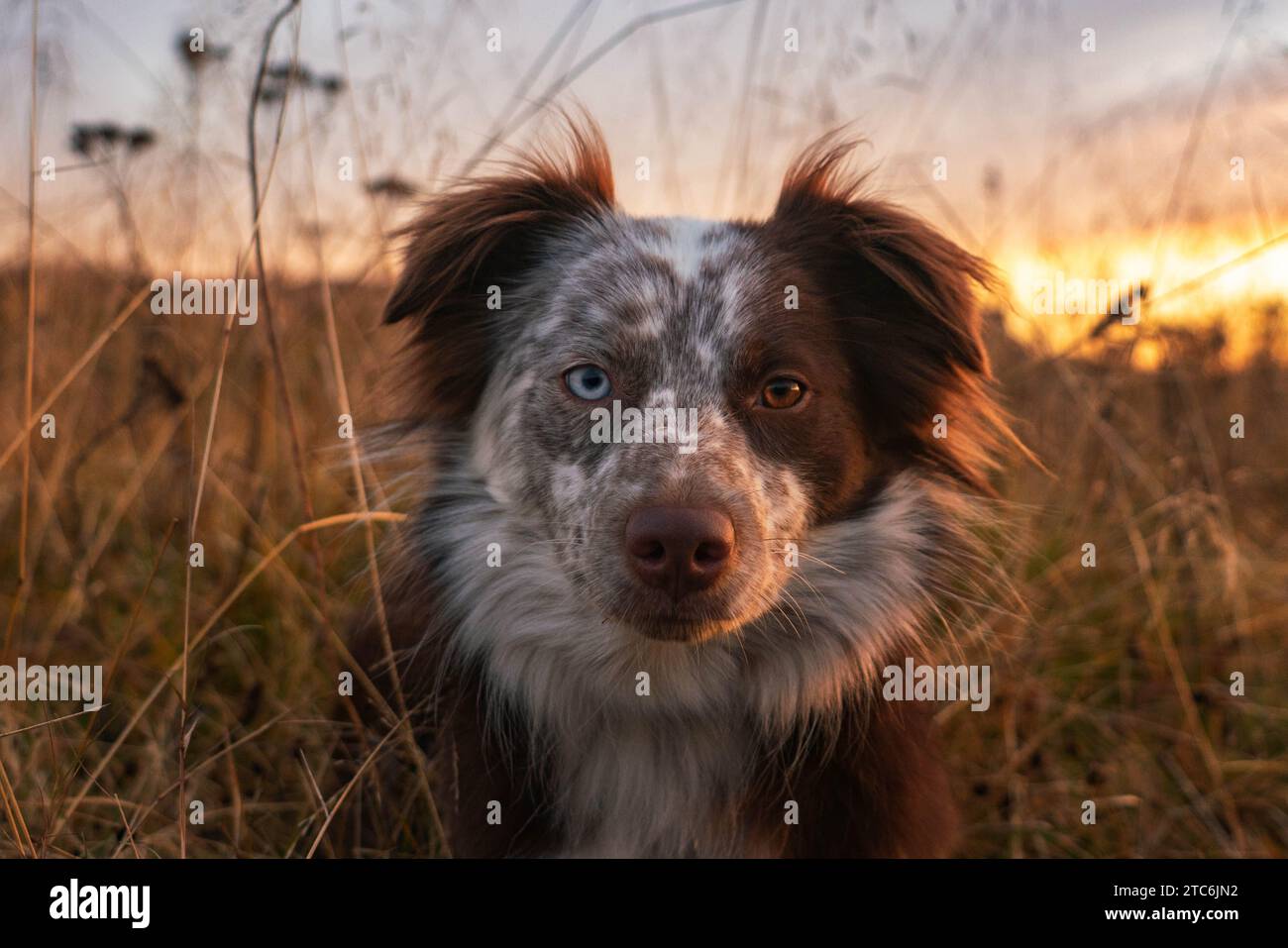 Australischer Schäferhund mit Heterochromie liegt im Gras Stockfoto