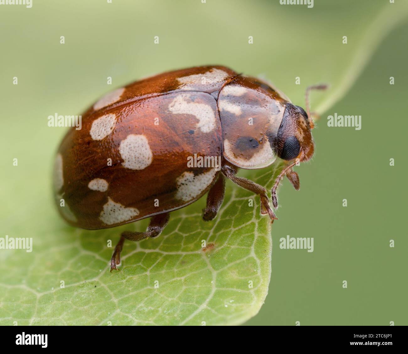 18-fleckiger Marienkäfer (Myrrha octodecimguttata) in Ruhe auf Blatt. Tipperary, Irland Stockfoto