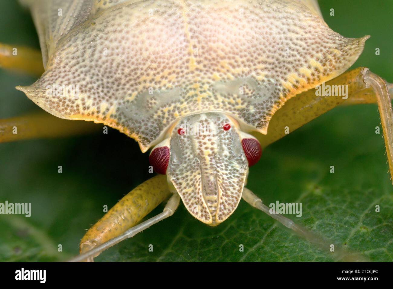 Frontalansicht eines teneralen Waldschildbugs (Pentatoma rufipes). Tipperary, Irland Stockfoto