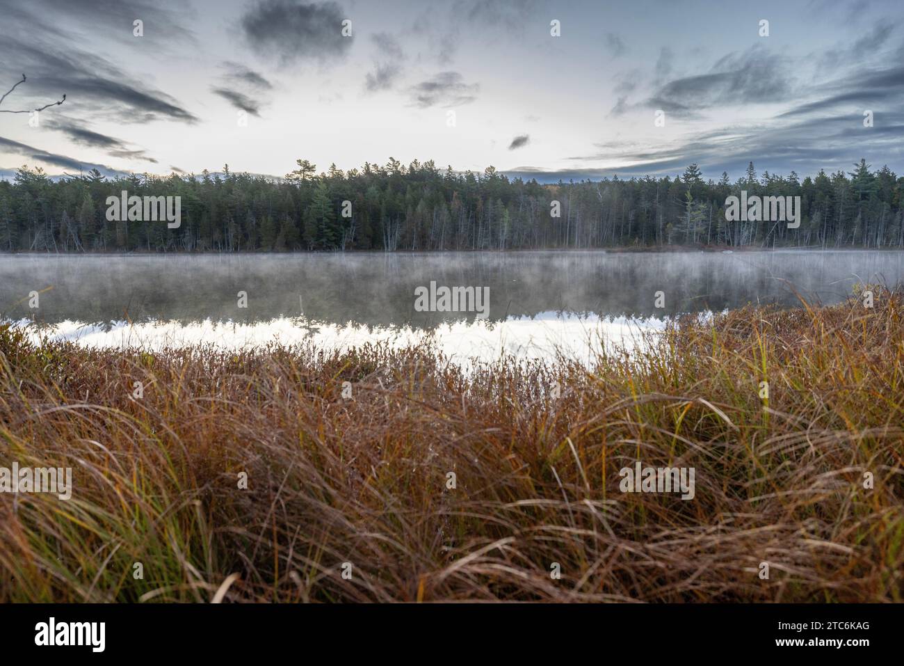 Am frühen Morgen erhebt sich Nebel vom grasbewachsenen Teich in den Wäldern von Maine Stockfoto