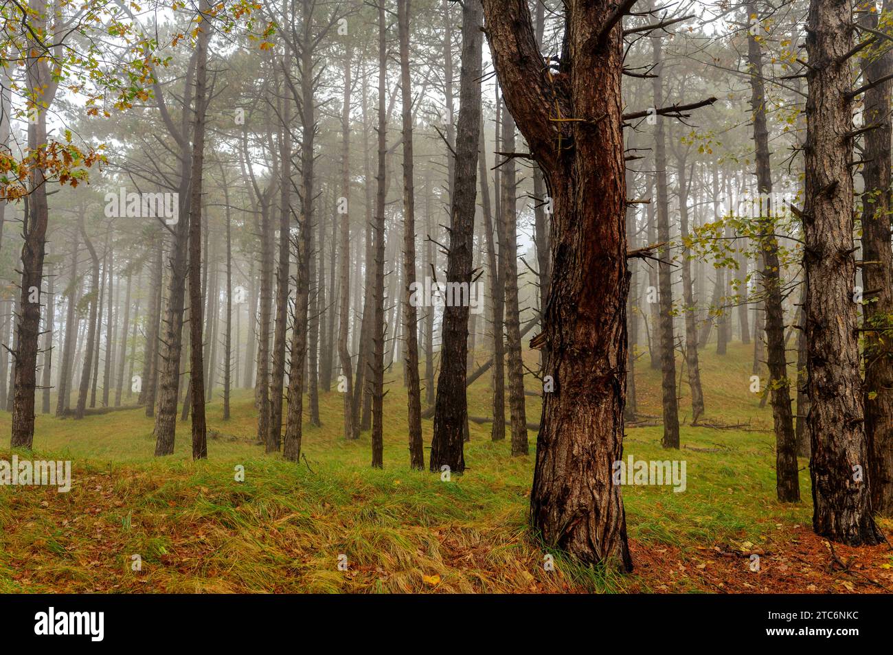 Pinienwald Stockfoto