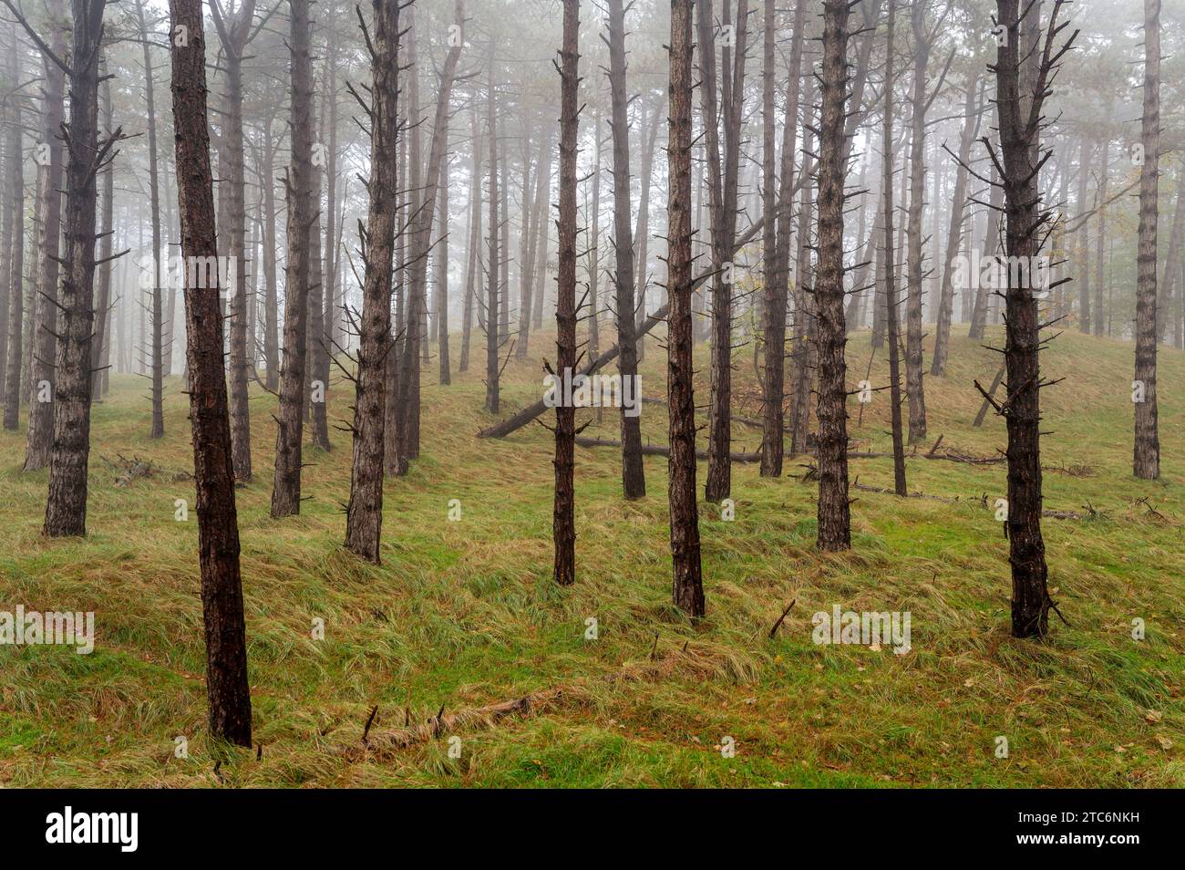 Pinienwald Stockfoto