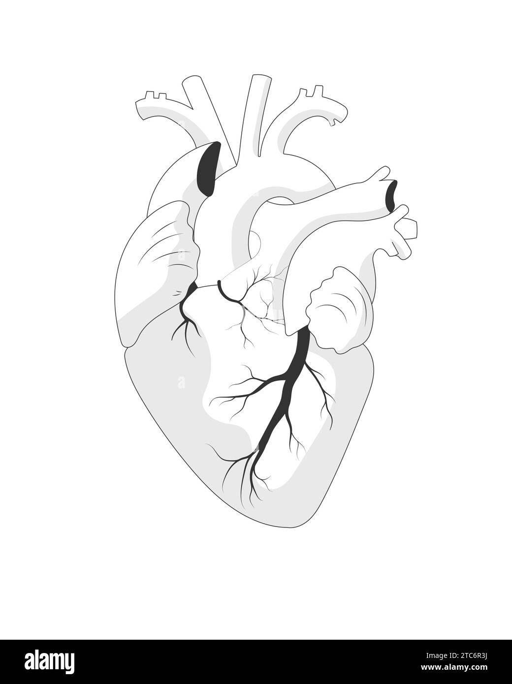 Anatomische, isolierte Abbildung des Herzens, Schwarzweißskizze. Menschliches realistisches internes Organ auf weißem Hintergrund. Stock Vektor
