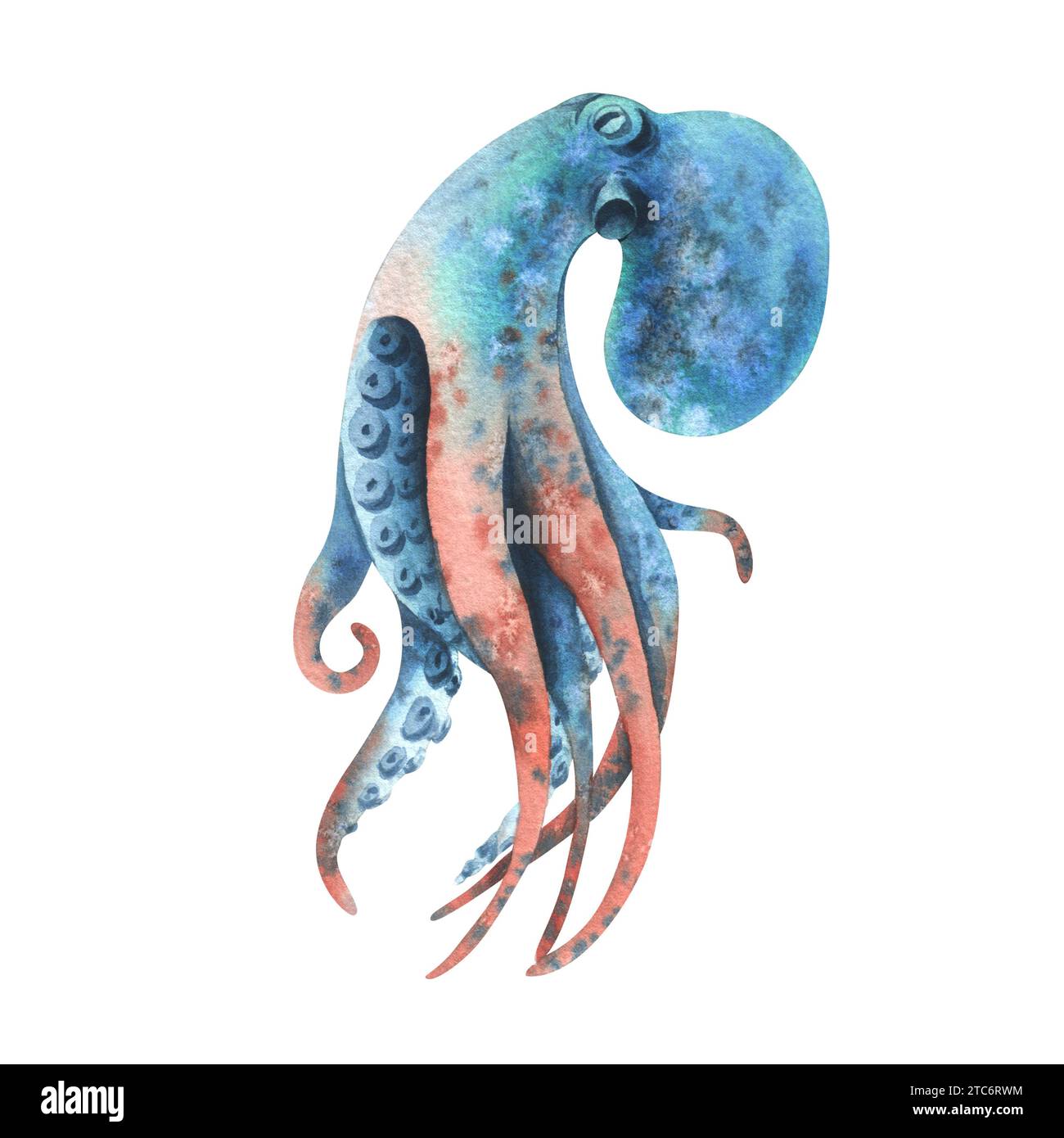 Oktopus in Türkis, Blau und Korallenfarben. Handgezeichnete Aquarellillustration. Meerestiere, Unterwasserwelt, Meeresfrüchte. Isoliertes Objekt auf weiß Stockfoto