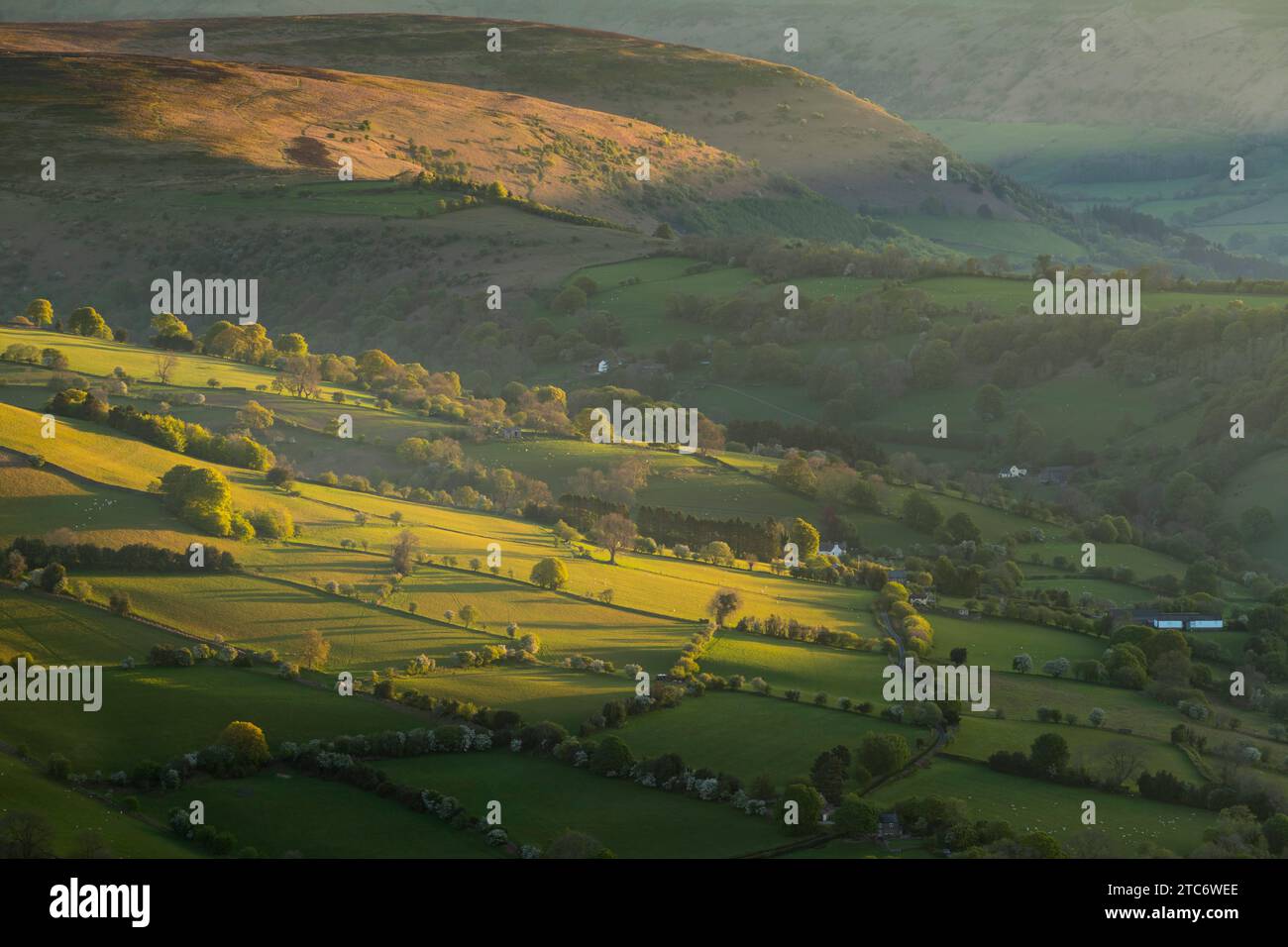 Herrliches Morgensonnenlicht auf den sanften grünen Feldern von Bannau Brycheiniog, früher bekannt als Brecon Beacons, vom Zuckerhut Stockfoto
