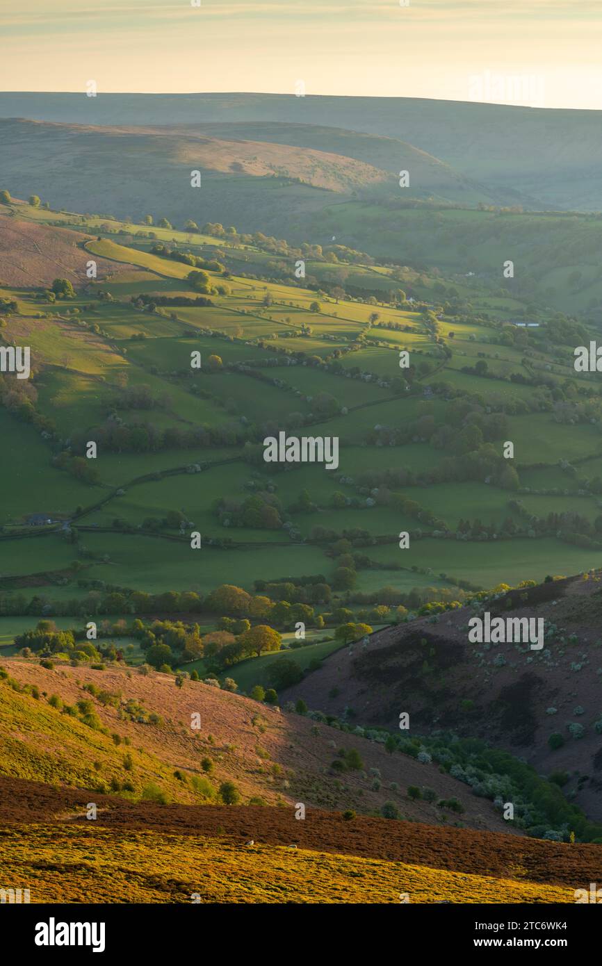 Herrliches Morgensonnenlicht auf den sanften grünen Feldern von Bannau Brycheiniog, früher bekannt als Brecon Beacons, vom Zuckerhut Stockfoto