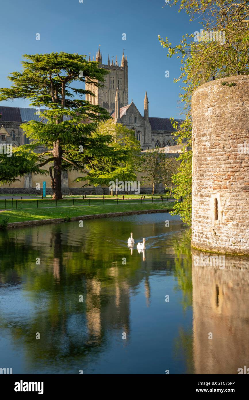 Wells Cathedral spiegelt sich im Graben des Bischofspalastes in Wells, Somerset, England. Frühjahr (Mai) 2019. Stockfoto