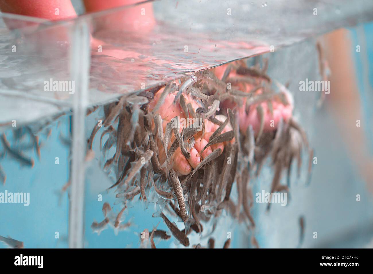 Fußpeeling mit garra Rufa Fisch. Blick auf die Beine im Aquarium mit Fischen. Stockfoto