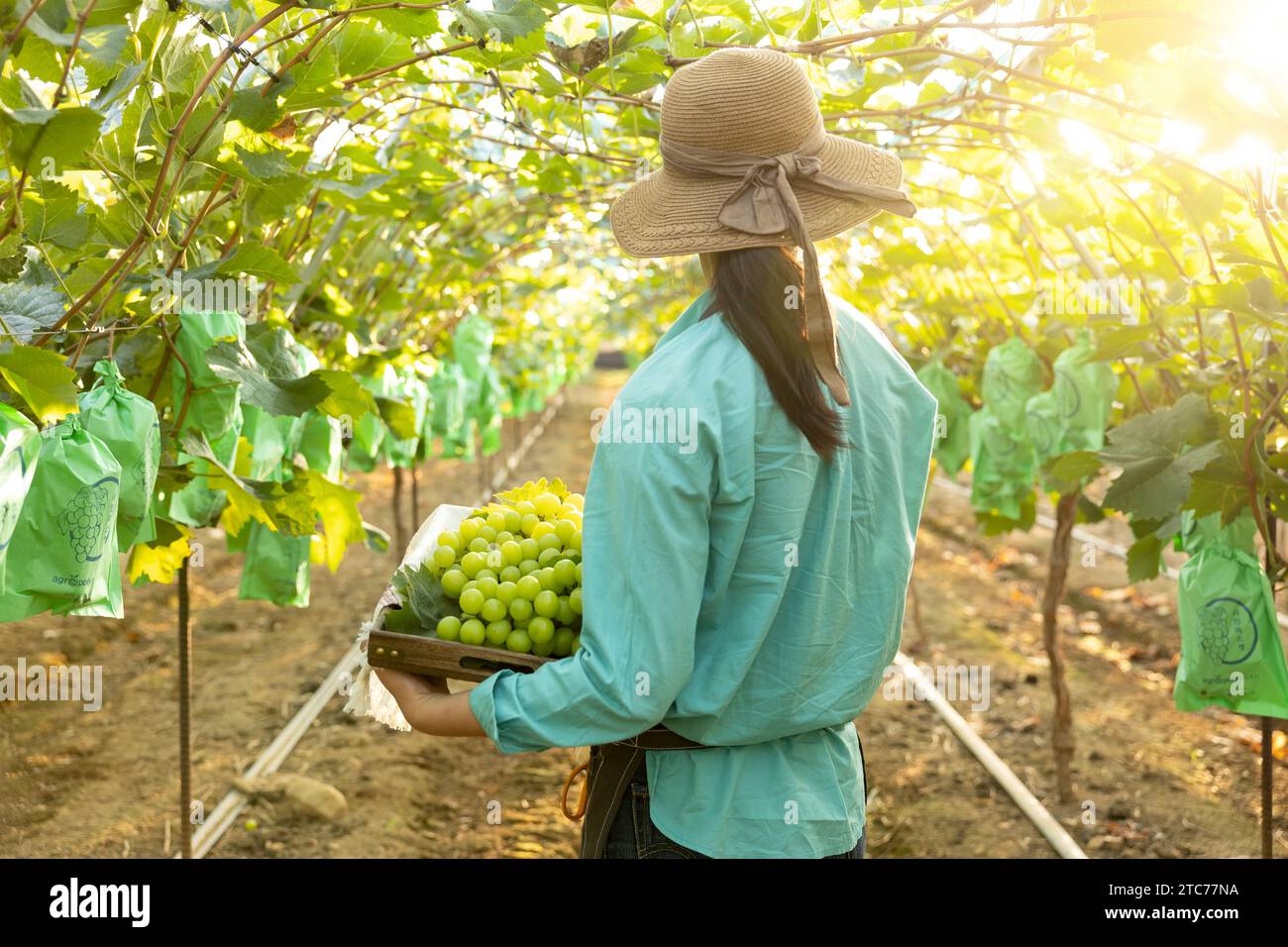 Rückansicht einer jungen Landwirtin, die nach vorne blickt und einen Korb voller Trauben hält, die sie geerntet hat Stockfoto
