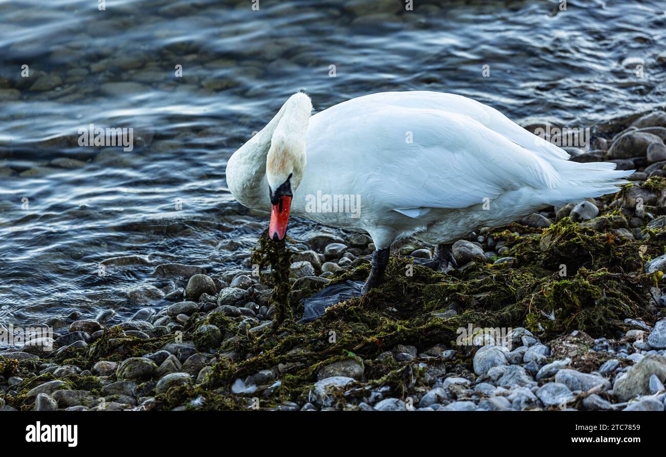 Höckerschwan ein Höckerschwan ist mit seinem Nachwuchs auf Futtersuche am Ufer des Bodensees. Friedrichshafen, Deutschland, 21.08.2022 *** Mute Swan A Mute Swan A Mute Swan ist mit seinen Nachkommen am Bodensee auf der Suche Friedrichshafen, Deutschland, 21 08 2022 Credit: Imago/Alamy Live News Stockfoto