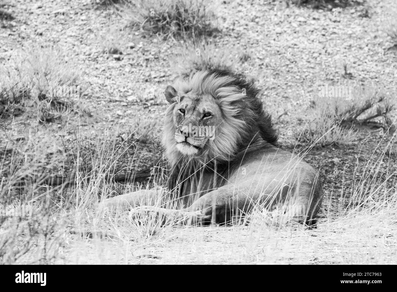 Monochromer Kalahari-Löwe (Panthera Leo), Kgalagadi Transfrontier Park, Kalahari, Nordkap, Südafrika. IUCN Red ist eine gefährdete Art Stockfoto