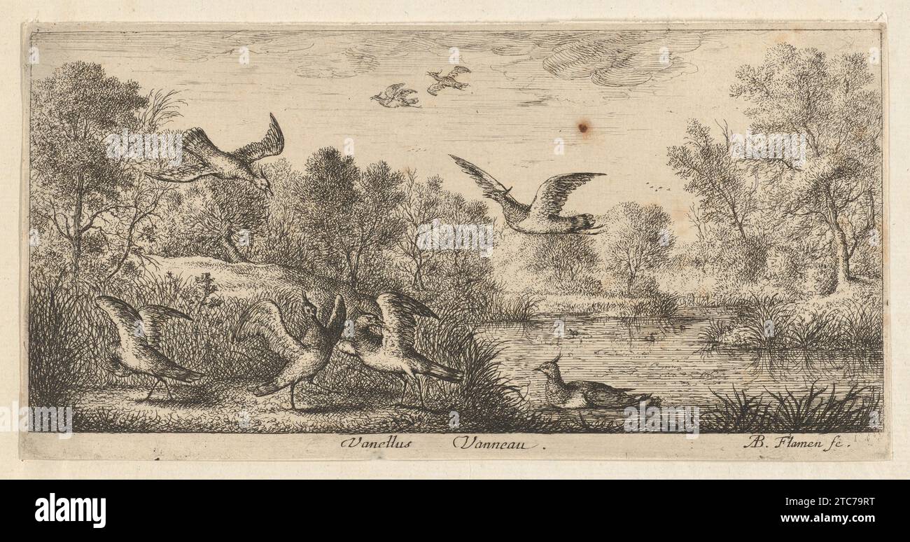 Vanellus, Vanneau (der Sturz), aus „Livre d'Oyseaux“ (Buch der Vögel) 2011 von Albert Flamen Stockfoto