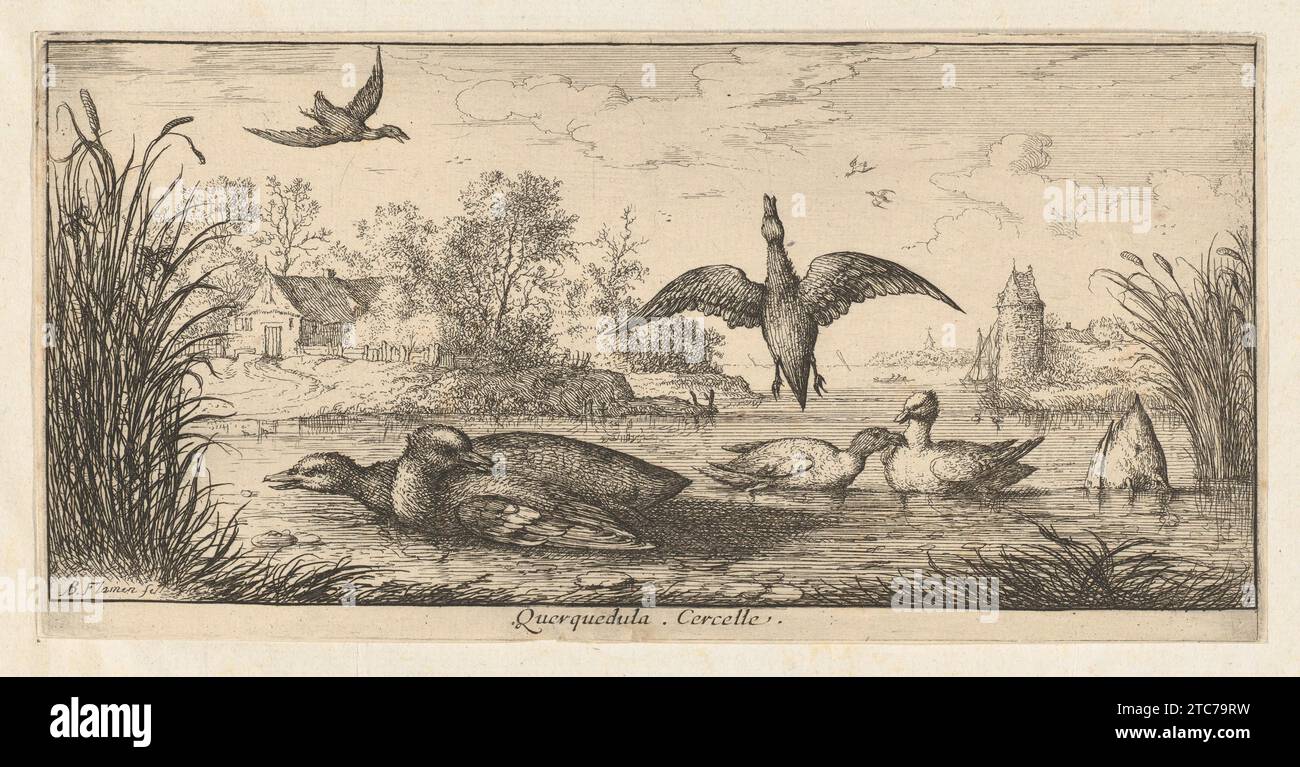 Querquedula, Cercelle (der Teal), aus dem Livre d'Oyseaux (Buch der Vögel) 2011 von Albert Flamen Stockfoto