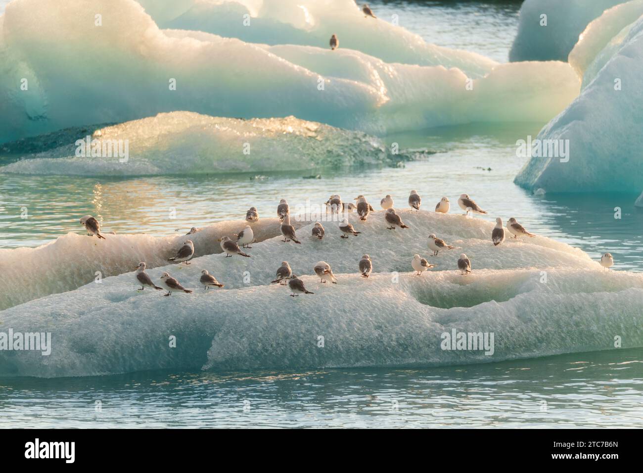 Vogelschar auf natürlichem Eisberg, der am Abend in Island auf der Gletscherlagune von Jokulsarlon schwimmt Stockfoto