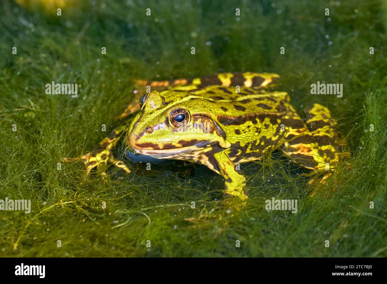 Frosch sitzt im Wasser in dichtem Seegras - gemeiner Wasserfrosch Stockfoto