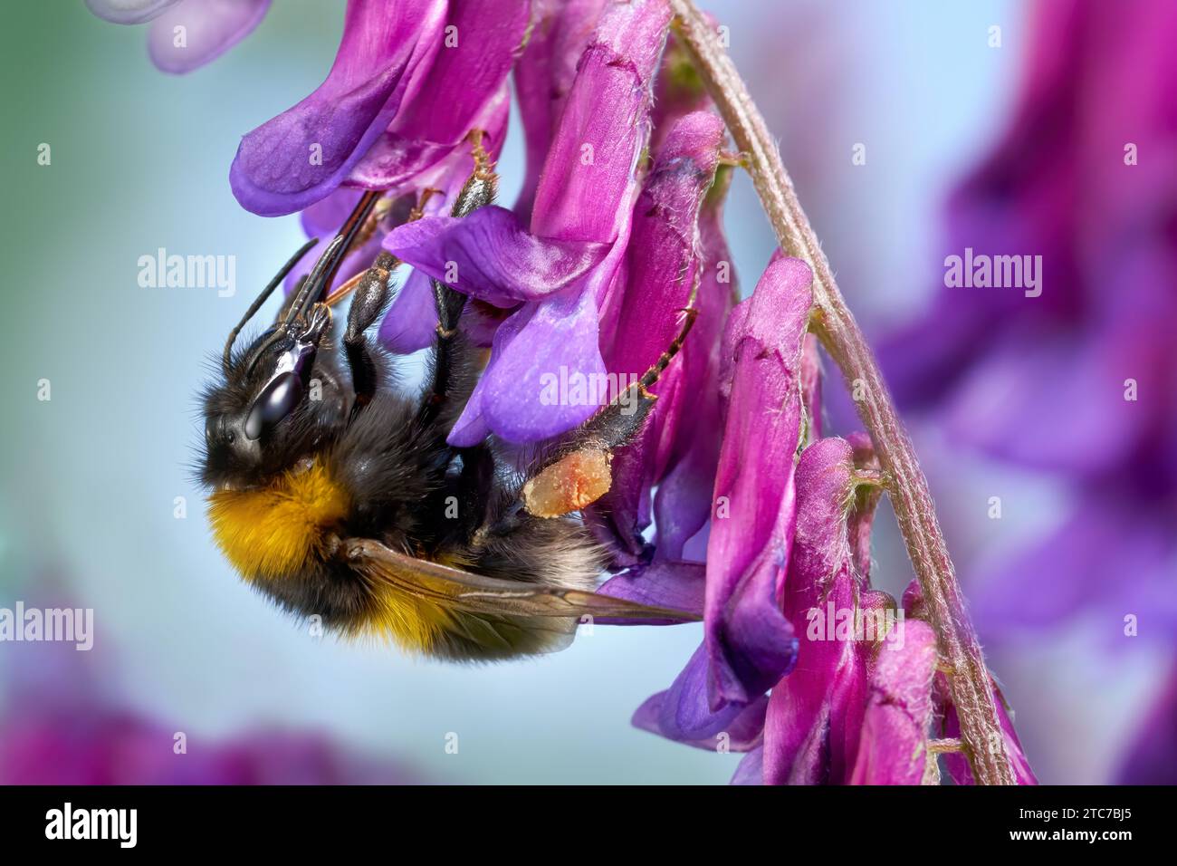 Gartenhummel (Bombus hortorum) mit Proboscis und Pollenkorb auf einer haarigen Wicke Stockfoto