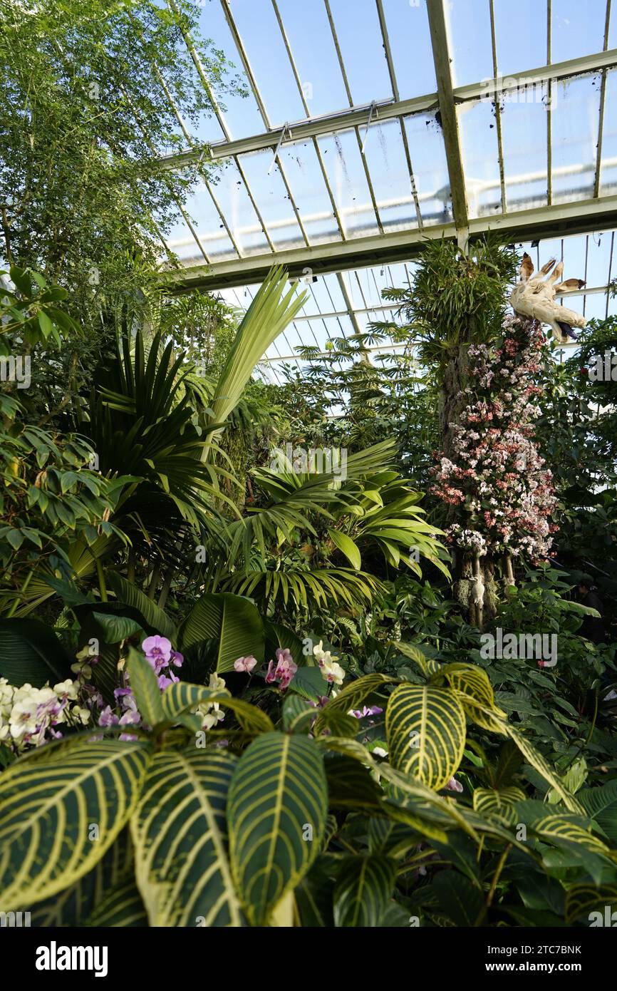 Orchid Festival in Kew Gardens Stockfoto