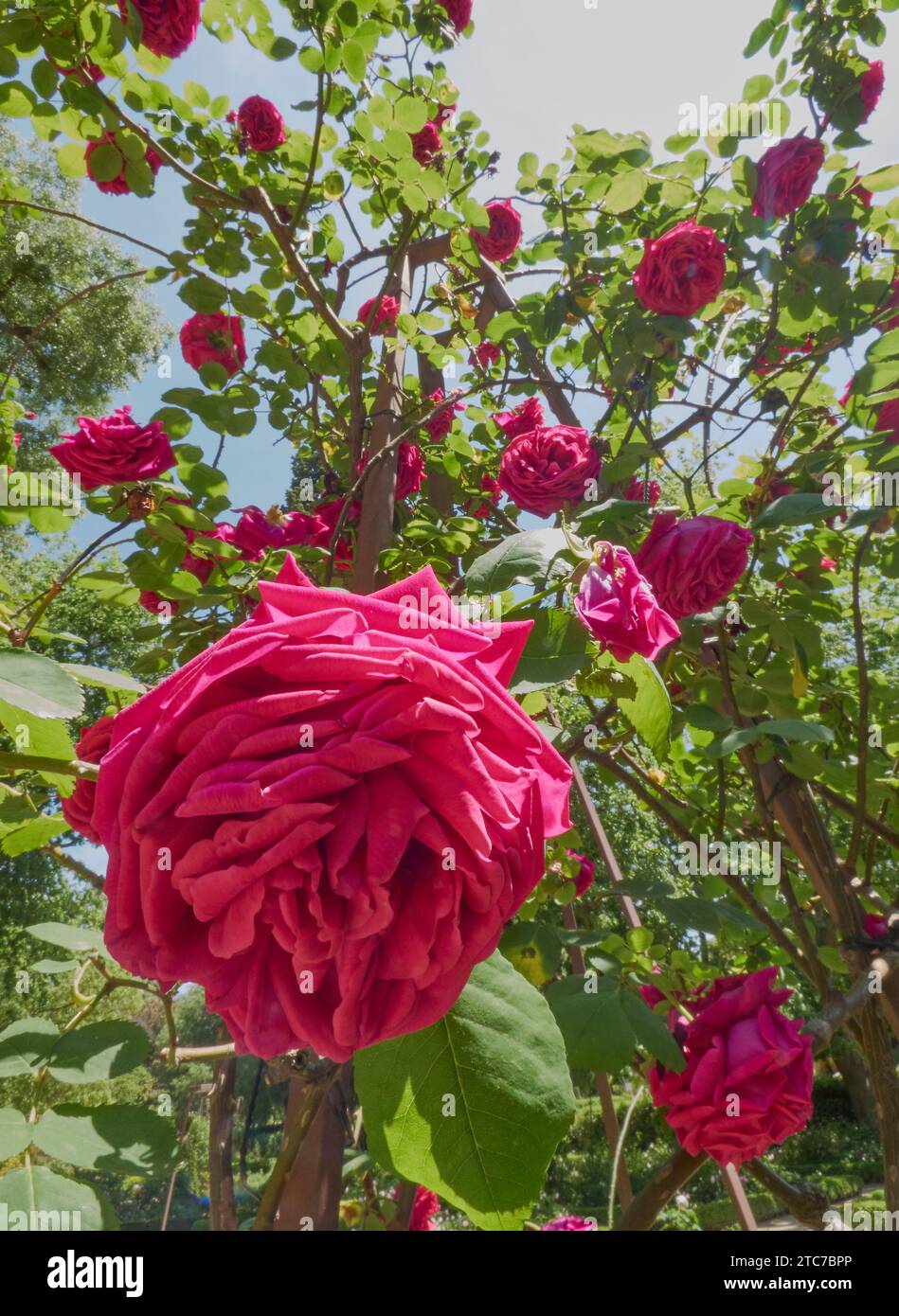 Ein Rosenstrauch mit leuchtenden Blumen in einem Garten Stockfoto