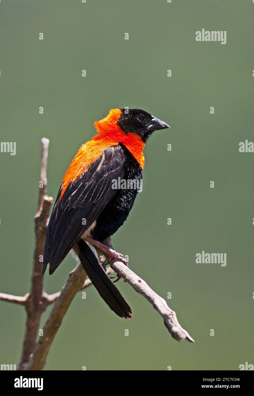 Der Schwarze Bischof (Euplectes gierowii) ist eine Art von Passerinvogel aus der Familie der Ploceidae, die in Afrika südlich der Sahara beheimatet ist. Stockfoto