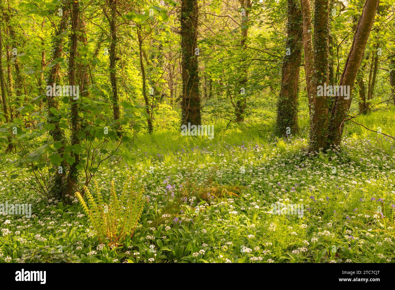 Blumengellchen und Ramsons blühen in Hardwick Wood bei Plymouth, Devon, Großbritannien. Frühjahr (Mai) 2023. Stockfoto
