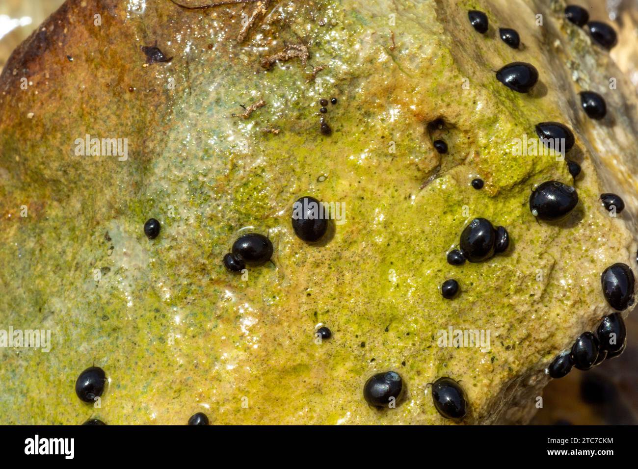 Theodoxus jordani ist eine Süßwasserschnecke mit einem Operculum, einer Wasserschnecke aus der Familie Neritidae, den Nerites. Fotografiert Stockfoto