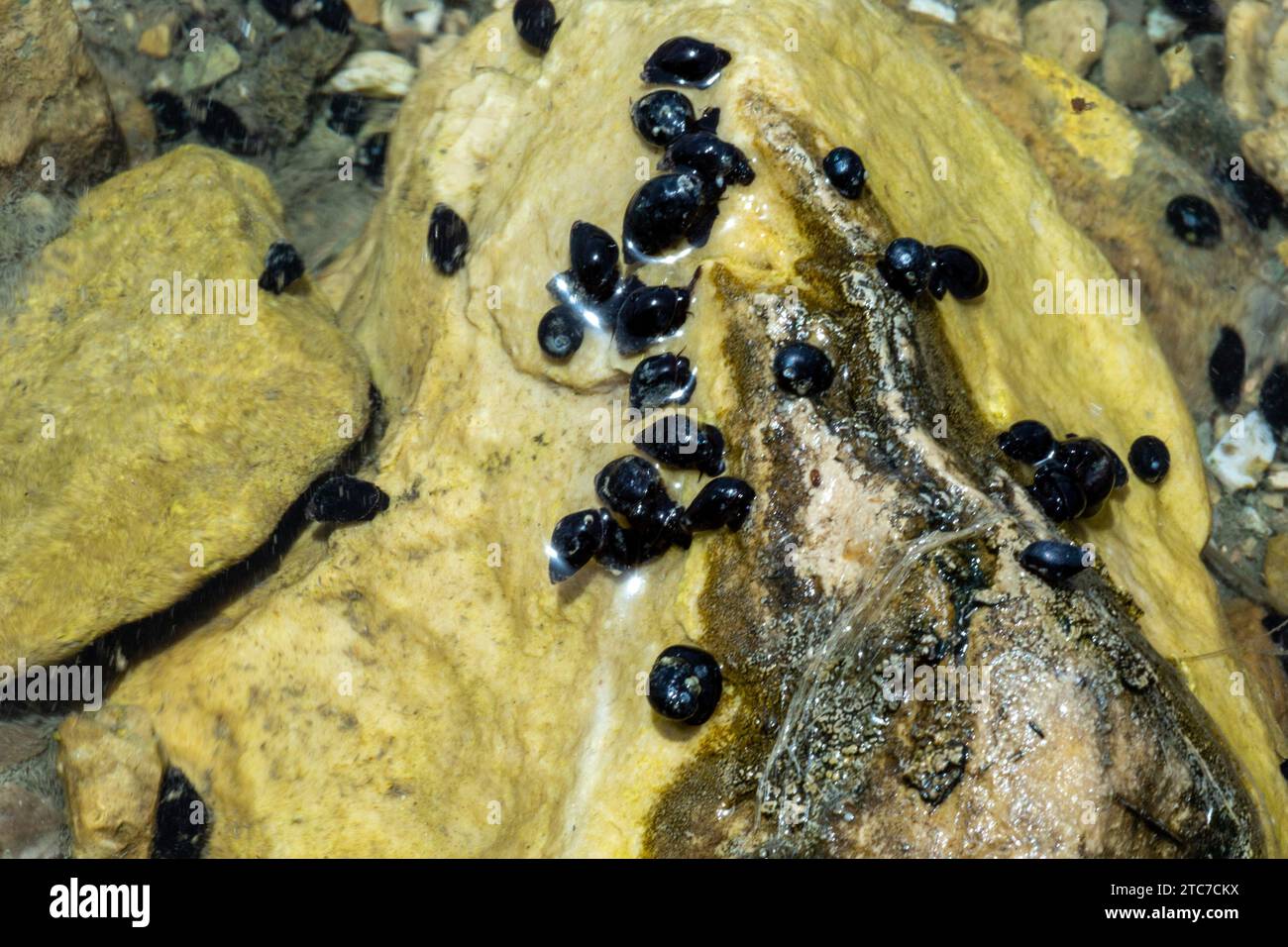 Theodoxus jordani ist eine Süßwasserschnecke mit einem Operculum, einer Wasserschnecke aus der Familie Neritidae, den Nerites. Fotografiert Stockfoto