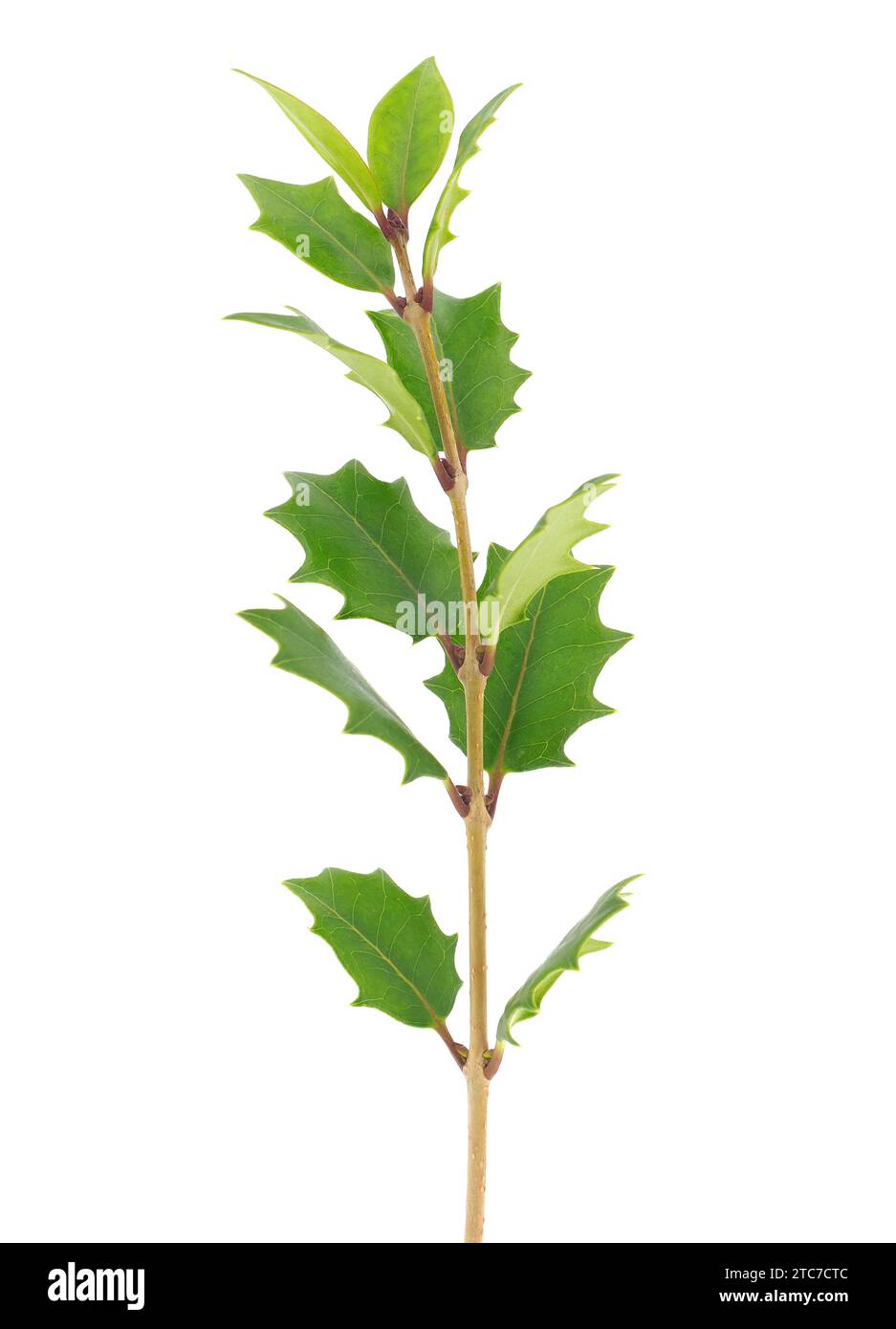 Holly osmanthus isoliert auf weißem Hintergrund, Osmanthus heterophyllus Stockfoto
