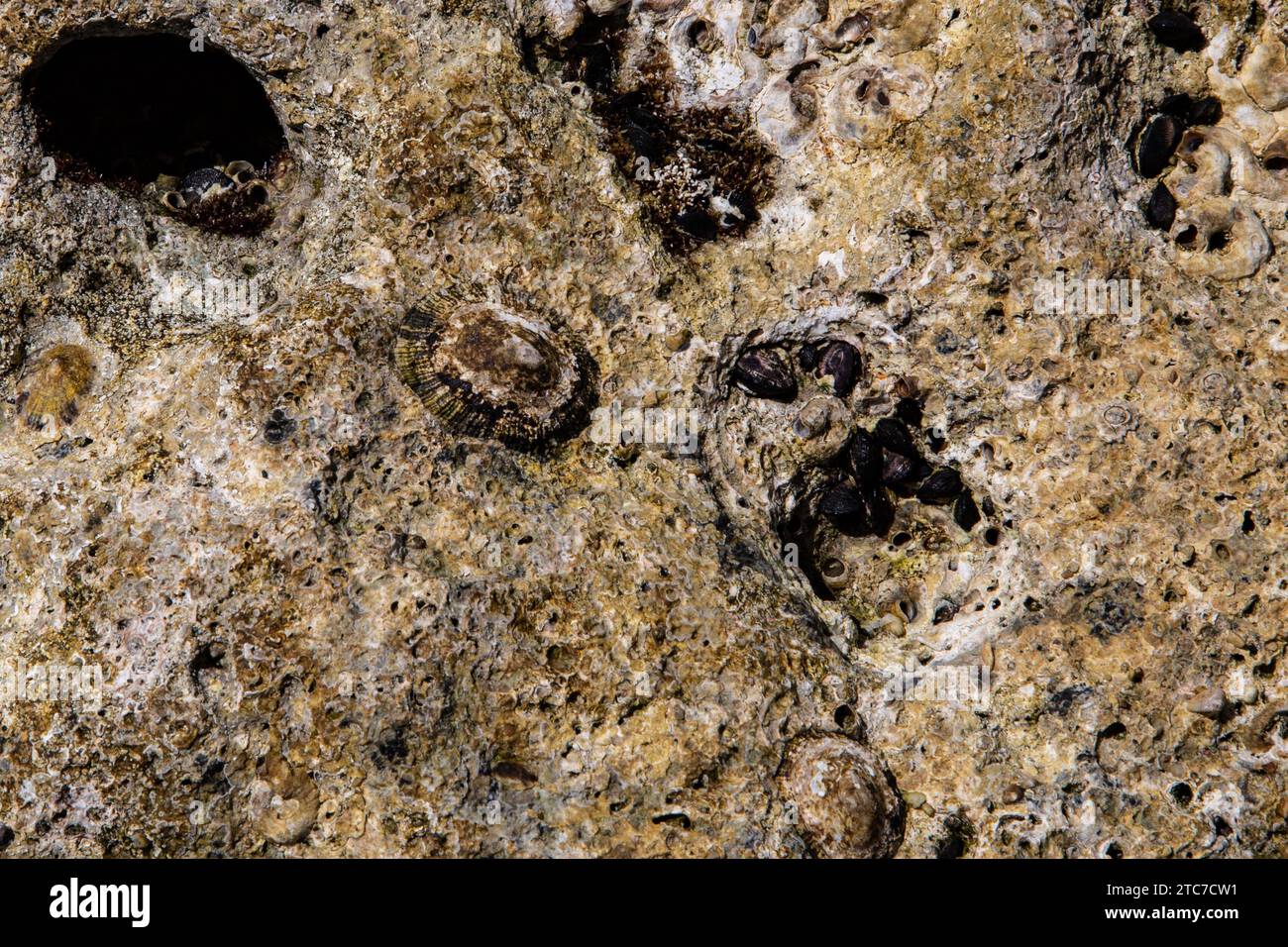 Patella caerulea ist eine Art der Limpet aus der Familie der Patellidae. Sie ist unter den gebräuchlichen Namen Mediterranean limpet und Rayed Mediterranean limpet bekannt Stockfoto
