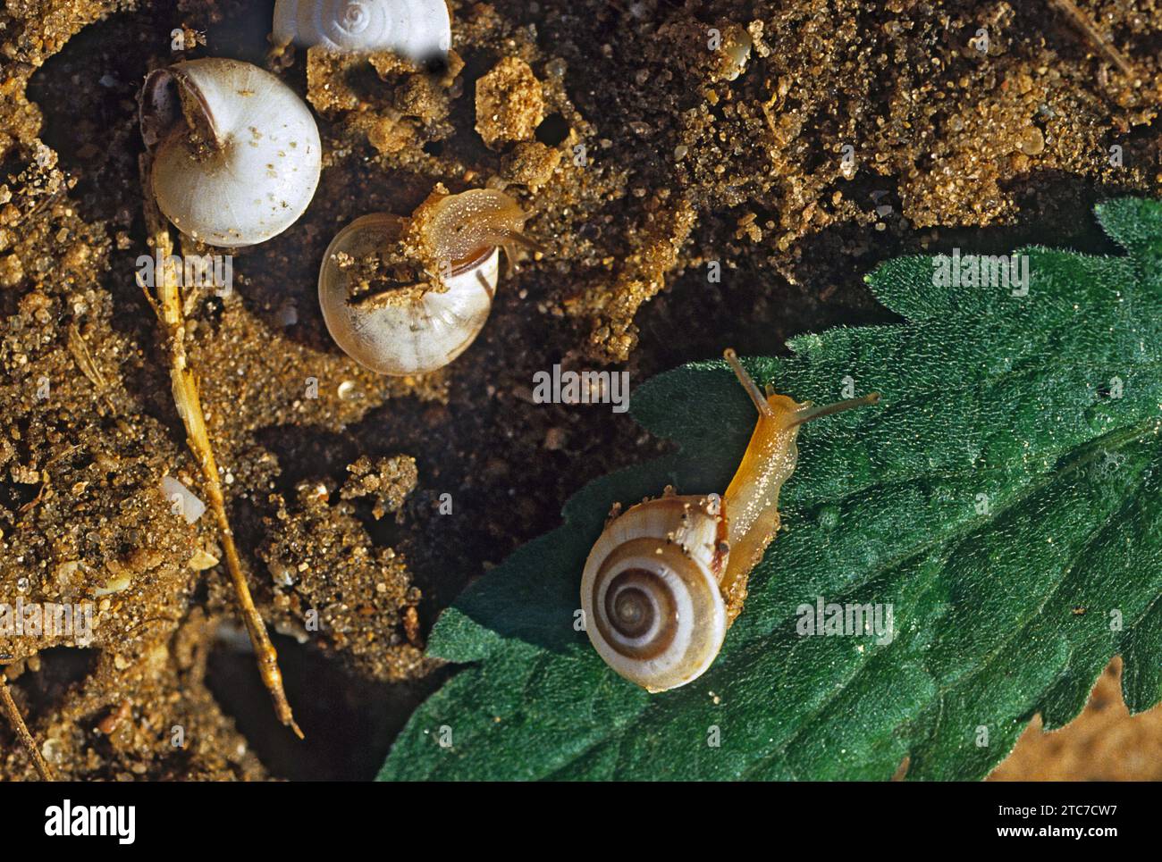Monacha syriaca ist eine Art der Landschnecke, einer Landschnecke aus der Familie der Hygromiidae. Die Art kommt im Mittelmeerraum vor. Stockfoto